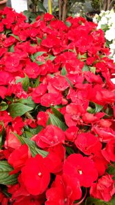 Plantas para el verano: alegrías guineanas