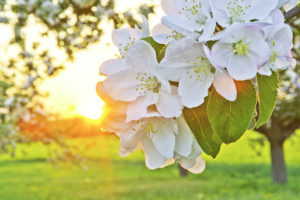 Primavera en flor: Flor del manzano