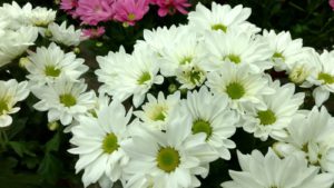 Flores de otoño: crisantemos