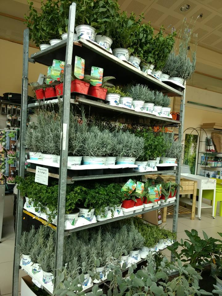 Plantas aromáticas en el Centro de Jardinería Gorbeia en Vitoria