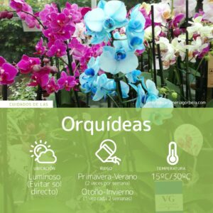 Infografía - cuidados de las orquídeas