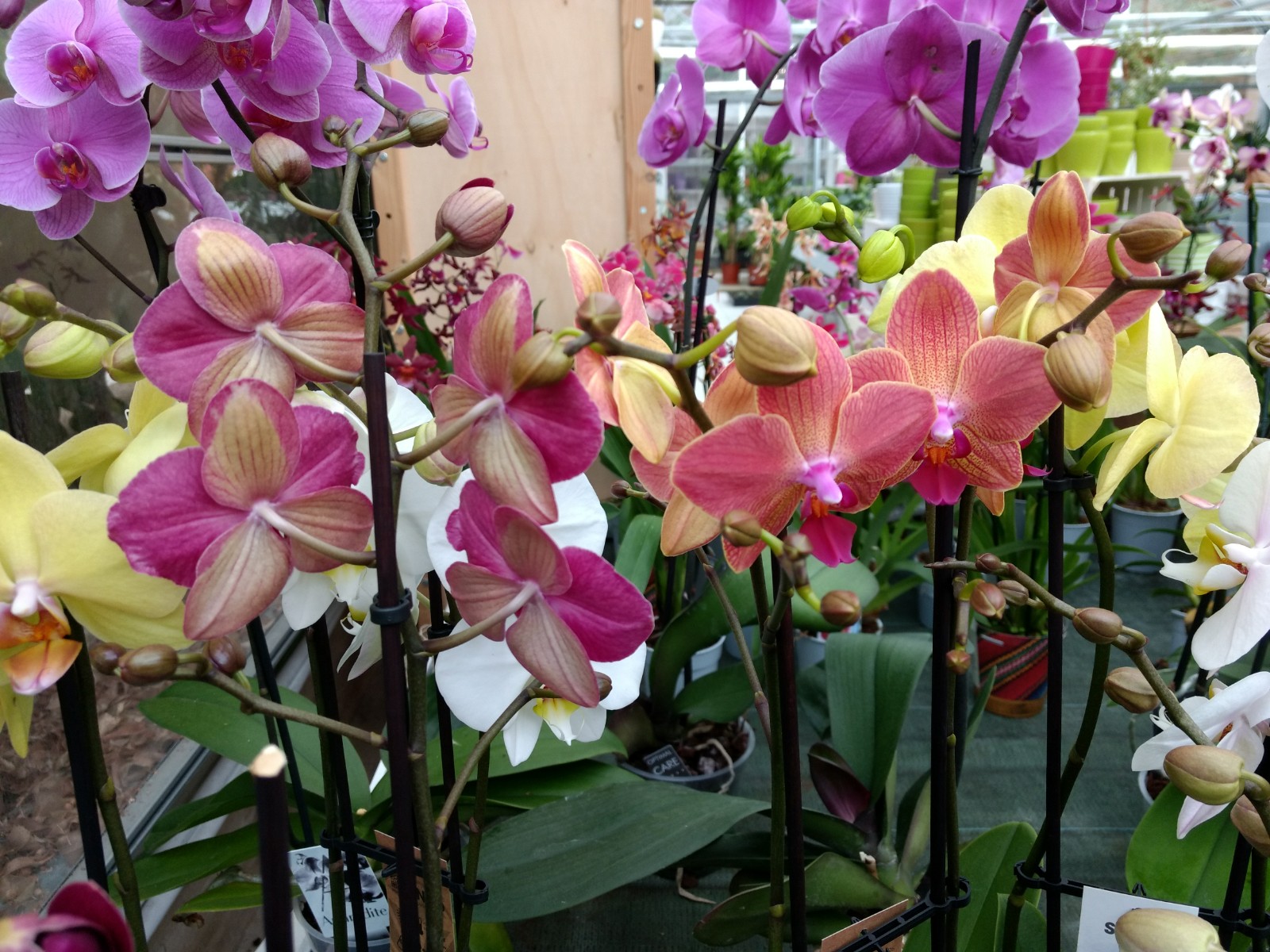 Comprar orquídeas en Vitoria Gasteiz