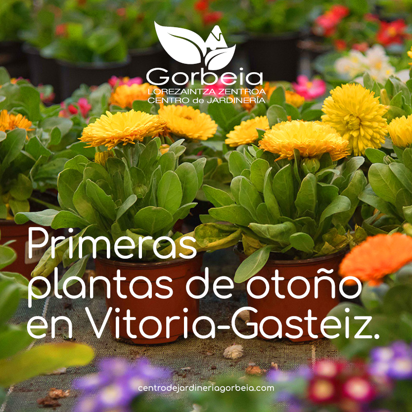 Primeras plantas de otoño en Vitoria Gasteiz
