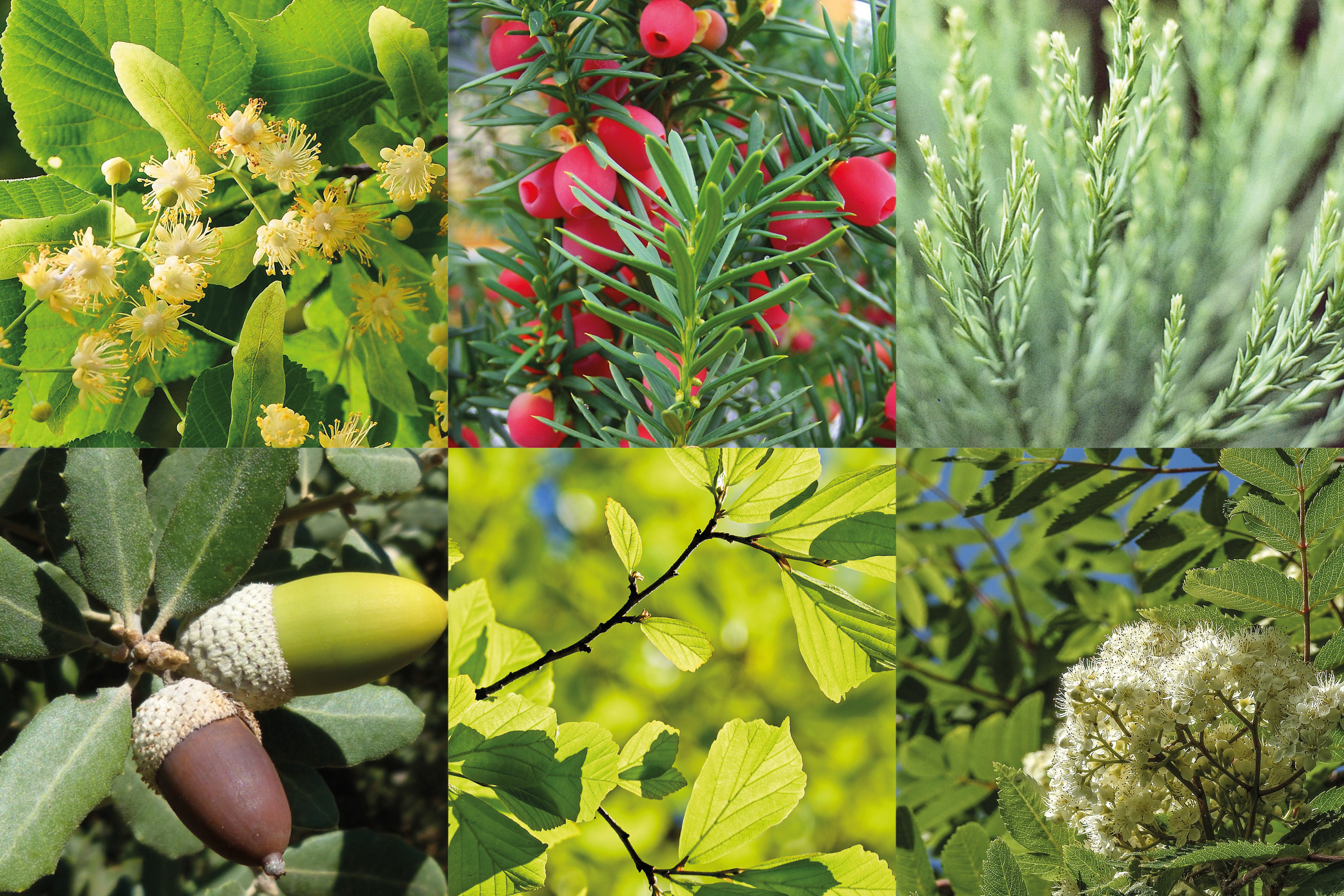 Árboles Singulares de Álava