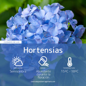 Infografía - Cuidados de las hortensias