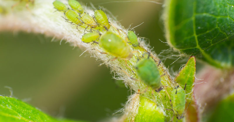 Plagas de verano en huerto y jardín: los insectos - Centro de ...