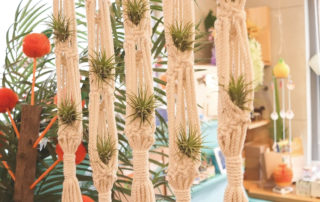 Consejos y cuidados de las Tillandsias - Centro de jardinería Gorbeia