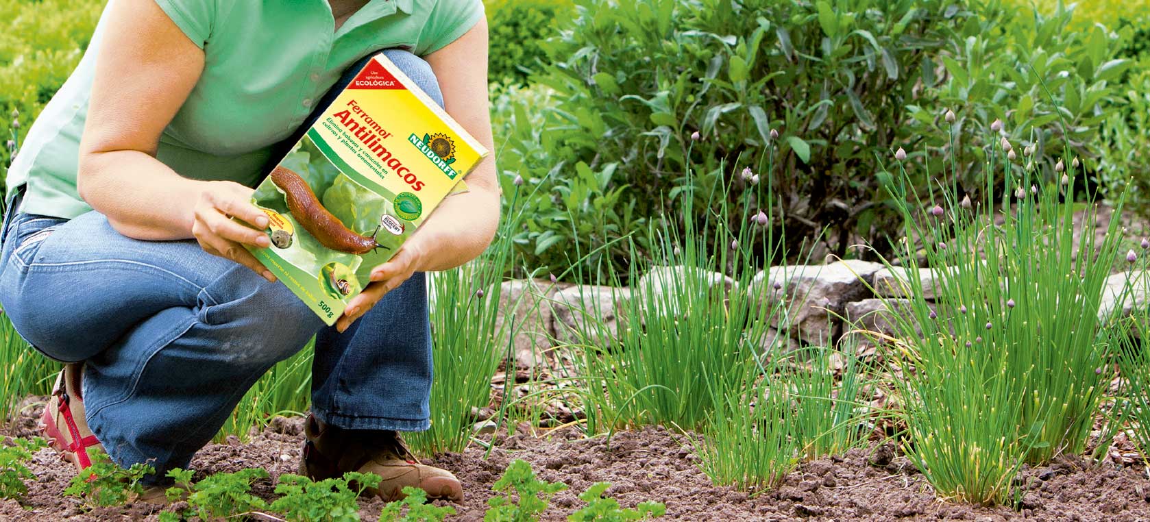 Cómo combatir plagas de babosas y caracoles - Centro de Jardinería Gorbeia