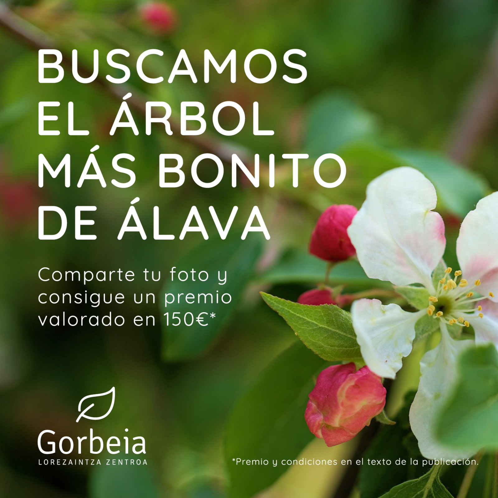 Concurso jardinería Vitoria Gasteiz