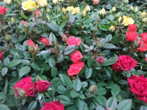 Plantas de primavera para casa: rosal de pitiminí