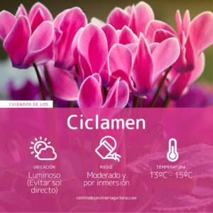 Cuidados del ciclamen