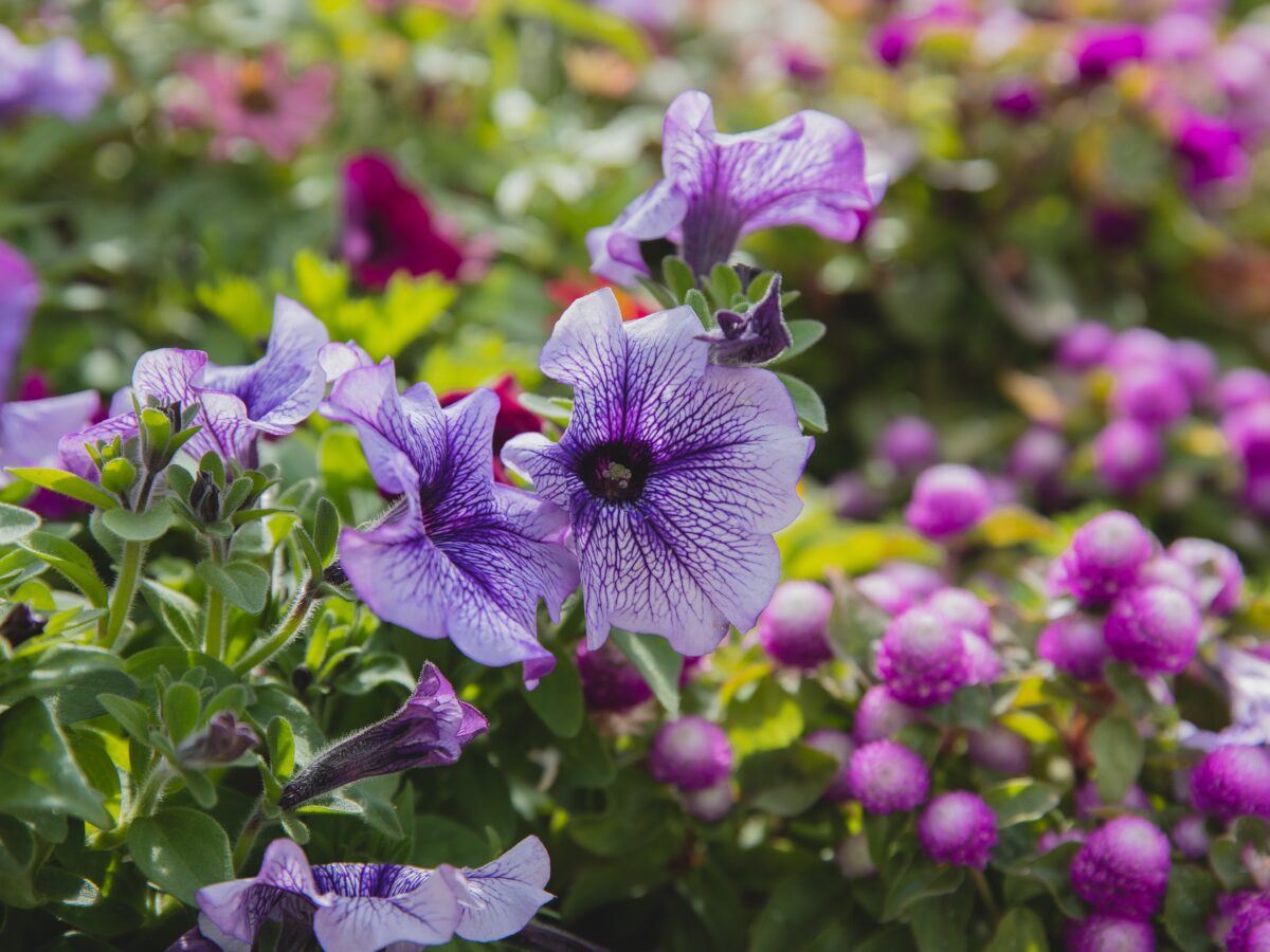 Plantas para el calor - Centro de Jardinería Gorbeia